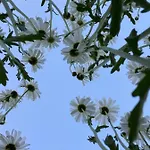 Oda ve Kahvaltı Pivoine D Hotes