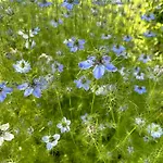 Pivoine D Hotes Oda ve Kahvaltı 3*