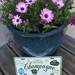 Pivoine D Hotes Oda ve Kahvaltı