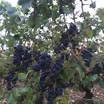 Pivoine D Hotes Oda ve Kahvaltı Fralignes