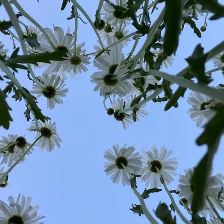 Bed & Breakfast Pivoine D Hotes