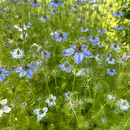 Pivoine D Hotes Bed & Breakfast 3*