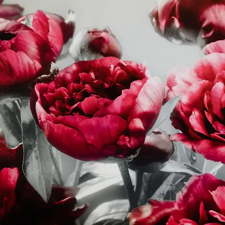 Pivoine D Hotes Fralignes