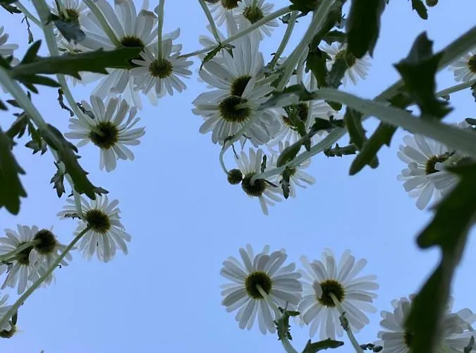 住宿加早餐酒店 Pivoine D Hotes