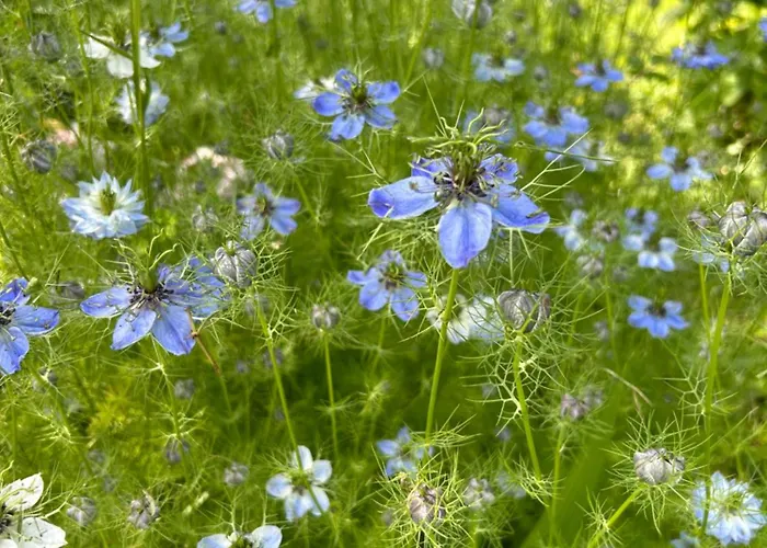 Pivoine D Hotes 住宿加早餐酒店 3*