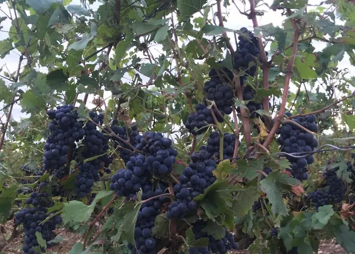 Pivoine D Hotes 住宿加早餐酒店 Fralignes